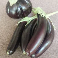 فروش‌بادمجان‌محلی