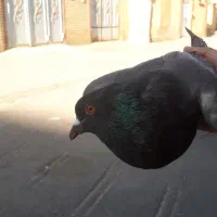 کبوتر عراقی جثه بزرگ زینتی