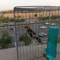 عروس هلندی اسمش کوکو