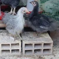 جوجه ابریشمی