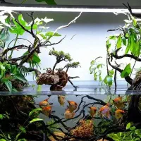 آکواریوم حرفه ای ستاپ