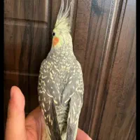 عروس هلندی امروز فرار کرده از خونه