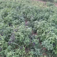سبزی چاه