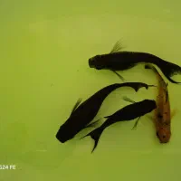 ماهی مولی مولد خروس