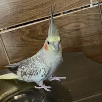 ۲ عدد عروس هلندی با قفس بزرگ