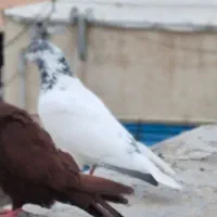 نر تهرانی