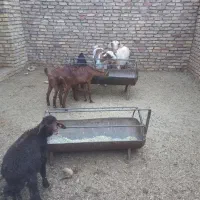 بزشیری
