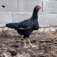 مرغ لاری نسل دار