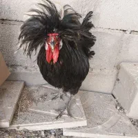 خروس لهستانی