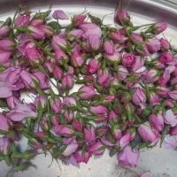 گل محمدی