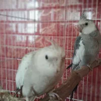 عروس هلندی جفت