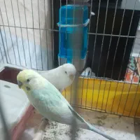 یه جفت مرغ عشق رنگ خاص فروش و معاوضه