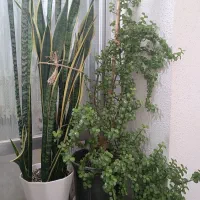 گل خانگی|گل و گیاه طبیعی|گرگان, |دیوار