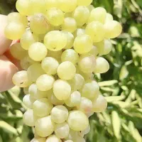 انگور شیرین کوهی مارین کیلو ۱۵۰
