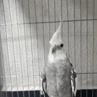 عروس هلندی نر کار داده