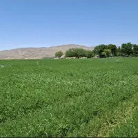 یونجه پرس شده