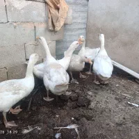 غاز محلی