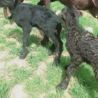 قورچ
