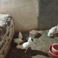 مرغ و خروس میفروشم