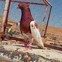 کقتر نروماده کله سرخ نوک سفید بزن