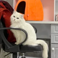 پرشین عروسکی