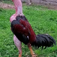 لاری سینم