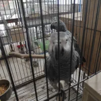 2جفت کاسکوسرحال وآماده