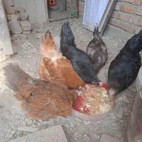 مرغ رسمی تخم گذار