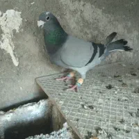 کفتر