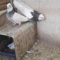 کبوترطوقی
