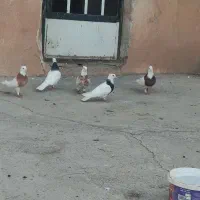 کبوتر طوقی