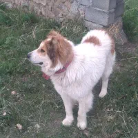 سگ نر