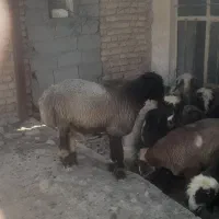 فروش ۲۶راس بره نر چاق