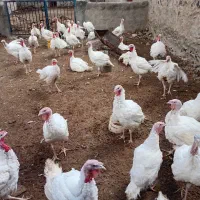 عرضه مستقیم بوقلمون ارگانیک|حیوانات مزرعه|بیرجند, |دیوار