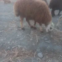 بره نر نژاد دار