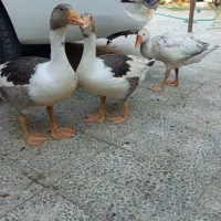 غاز و اردک