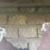 کفتر نقش عربی