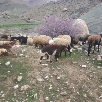 ۴ عدد بی چاق