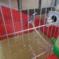 سه جفت فنچ نرگسی سیلور و بلبلی و سفید