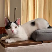واگذاری رایگان گربه