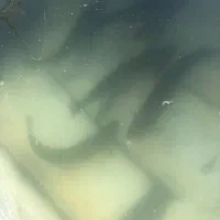 ماهی زنده و تازه