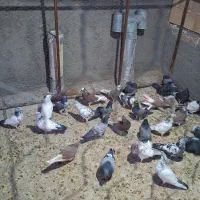 فروشی یکجا