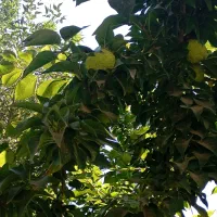 فروش سیم کارت همراه اول ۹۱۱
