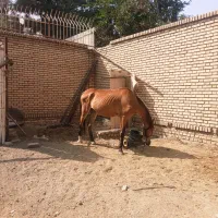نریون پونی و مادیون سمند