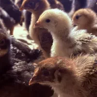 جوجه گلپایگان