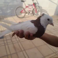 کفتر