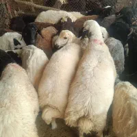بره افشاری  چاق ،لاغر پای پروار