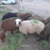 بره ماده ۱۳عدد
