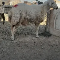 بزرگترین مرکز پخش (بزغاله گوسفند )