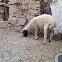 میش وبره